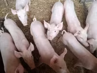 猪（批次，未指定性别）, Pigs — 照片 2