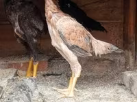 Chickens — photo 1
