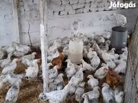 Chickens — الصورة 1