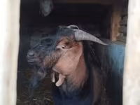 Kozel, Nubian Goat — foto 7
