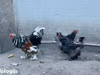 Brahma — Foto 1