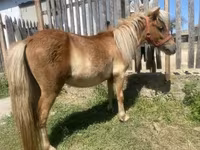 घोड़ा, Indian half-bred — फ़ोटो 5