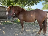 At, Hungarian horse breed — foto 3