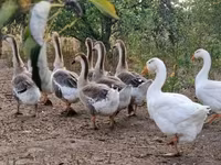 Geese — foto 7