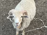 Kos, Merino sheep — 1. fotó