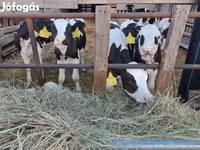 Bulle, Russian Black pied cattle — Foto 8