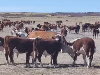 Taureau, Vache kazakhe à tête blanche — photo 1