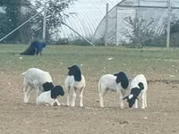 Kos, Dorper sheep — 1. fotó