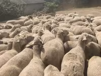 母羊, Merino sheep — 照片 3