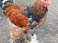 Brahma — Foto 1