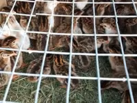 Guinea fowl — الصورة 3