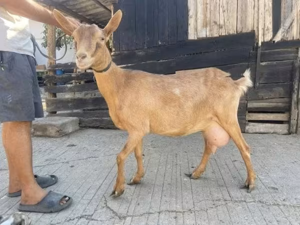 Cabra, Cabras