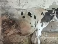 Cattle (batch, sex not specified), Russian Black pied cattle — photo 3