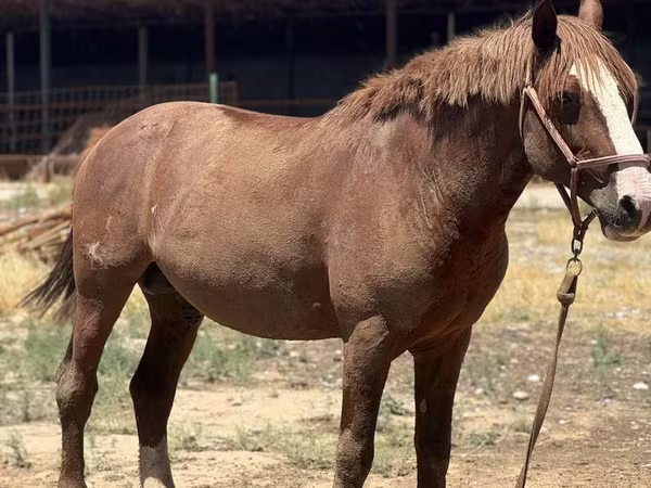 Koń, Kazakh horse