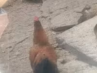 Chickens — Foto 2