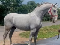At, Lipizzaner — foto 2