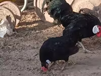 bantam — 3. fotó