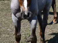 Kanca, Quarter Horse — 5. fotó