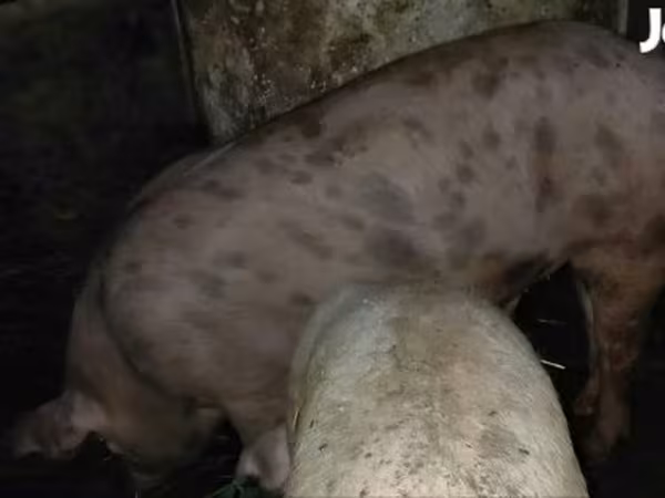 Boar, Pigs — Hungary