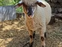 Widder, White Suffolk sheep — Foto 1