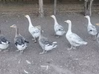 Geese — 照片 3
