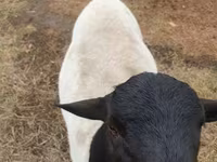 Ram, Dorper sheep — photo 1
