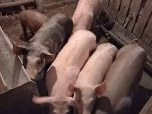 Pigs (batch, sex not specified), Pigs — Hungary