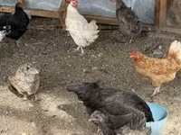 Chickens — फ़ोटो 5