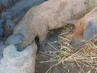 Pigs (batch, sex not specified), Мангалица — photo 4