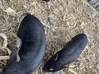 मादा सूअर, सूअर — फ़ोटो 5