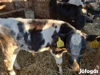 Cattle (batch, sex not specified), Belgian Blue — photo 2