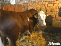 Bulle, Limousin-Kuh — Foto 1