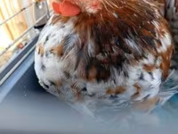 Pekin-Zwerg — Foto 3