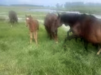 Yegua, Caballos — foto 3