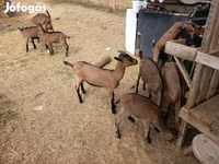 公山羊, Alpine goat — 照片 4