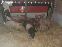 Eber, Schweine — Foto 3