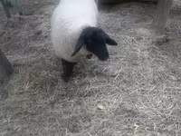 公羊, White Suffolk sheep — 照片 2