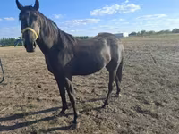 Horse (M), Nonius horse — photo 2