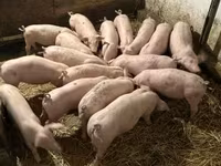 Schweine (Partie, Geschlecht nicht angegeben), Гипор — Foto 2