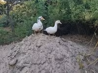 Ducks — 6. fotó