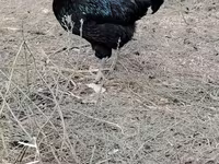 Chickens — foto 1