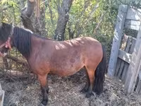 Yegua, Caballos — foto 3