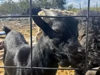 Bak, Dutch Landrace goats — 3. fotó