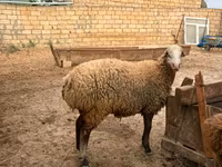 Ovce, Apsheron sheep — foto 8