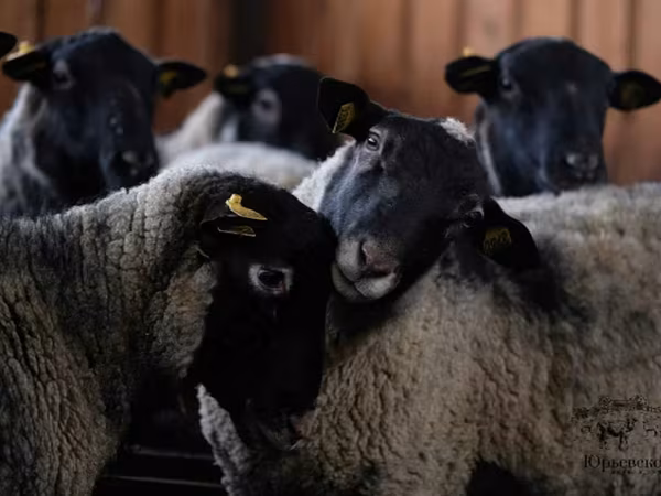 Kos, Romanov sheep