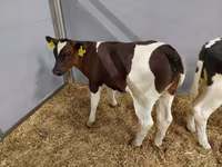 Szarvasmarha (tétel, nem megadva), Holstein fajta — 4. fotó