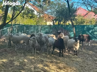 Schaf, Schafe — Foto 6