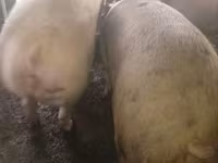母猪, Pigs — 照片 2