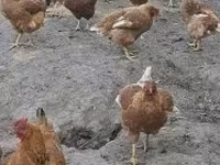 gallina danesa — foto 7