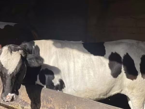 Skot (série, pohlaví neuvedeno), Russian Black pied cattle